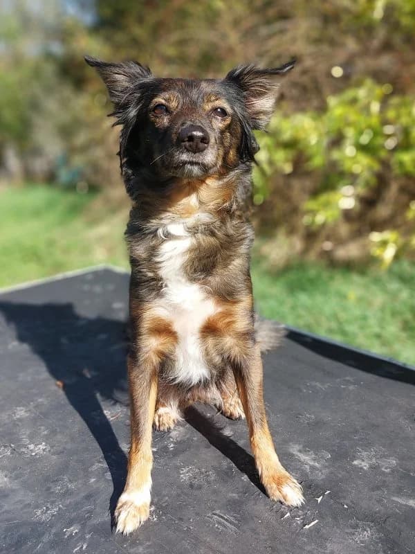 Trixie, female 6yo Mixed Breed for adoption at Tierheim Leipzig, Leipzig