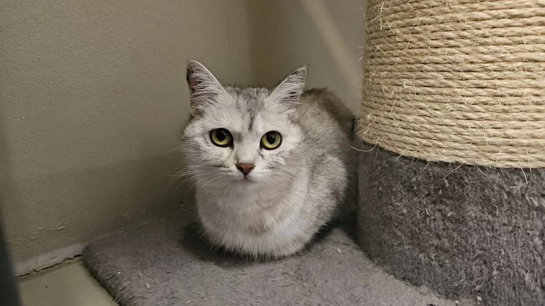 Cin Cin, female 3yo British Shorthair for adoption at Tierheim Leipzig, Leipzig