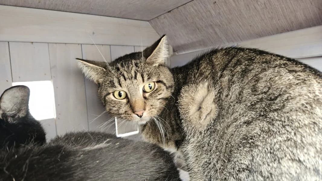 Joshua, male young Mixed Breed Cat for adoption at Tierheim Leipzig, Leipzig