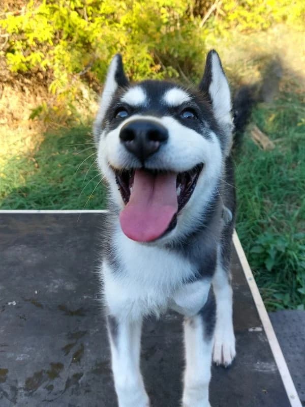 Jet, male puppy Husky for adoption at Tierheim Leipzig, Leipzig