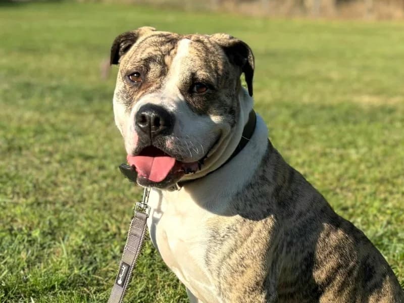 Mr. Brooks, male 4yo Mixed Breed for adoption at Tierheim Leipzig, Leipzig