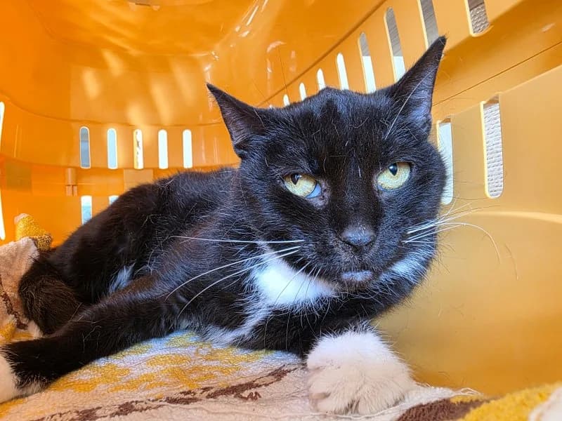 Fairy, female senior Mixed Breed Cat for adoption at Tierheim Leipzig, Leipzig