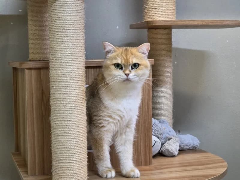 Honey, female 4yo British Shorthair for adoption at Tierheim Leipzig, Leipzig
