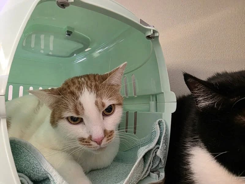 Fritz, male 5yo Mixed Breed Cat for adoption at Tierheim Leipzig, Leipzig