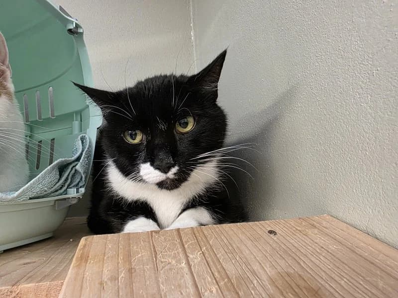 Simon, male senior Mixed Breed Cat for adoption at Tierheim Leipzig, Leipzig