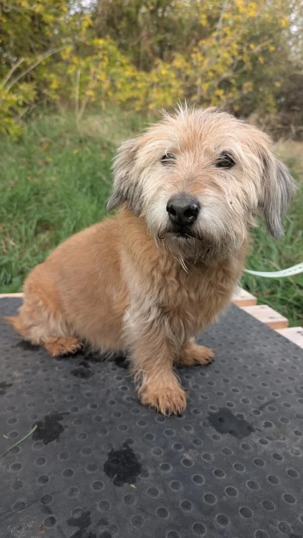 Lissy, female senior Dachshund for adoption at Tierheim Leipzig, Leipzig