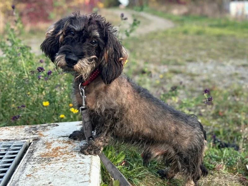 Merlin, male senior Dachshund for adoption at Tierheim Leipzig, Leipzig