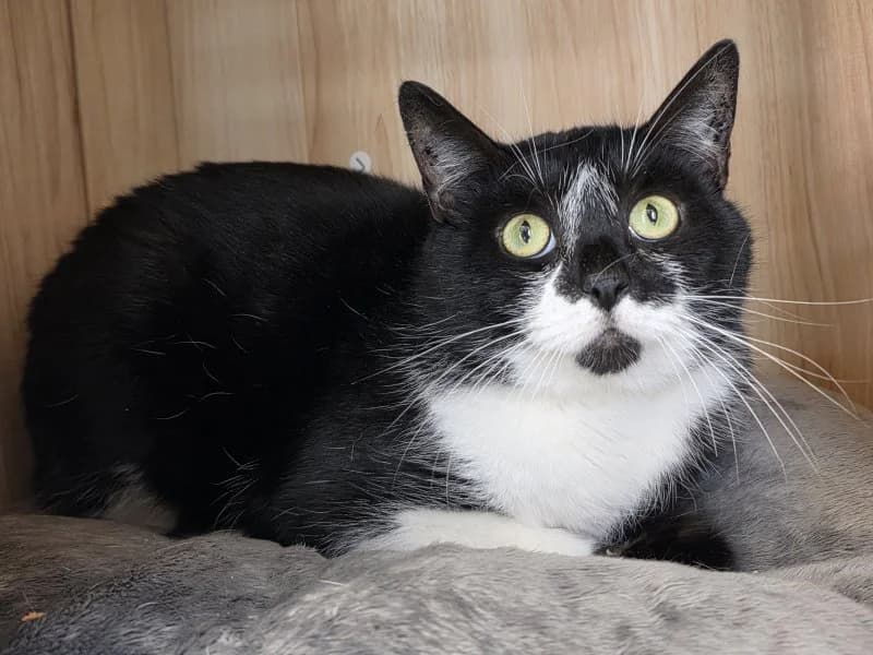 Viktor, male 4yo Mixed Breed Cat for adoption at Tierheim Leipzig, Leipzig