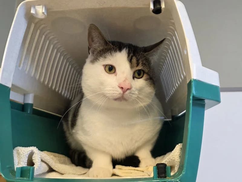 Vitalis, male 4yo Mixed Breed Cat for adoption at Tierheim Leipzig, Leipzig