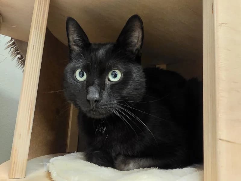 Beppo, male 5yo Mixed Breed Cat for adoption at Tierheim Leipzig, Leipzig