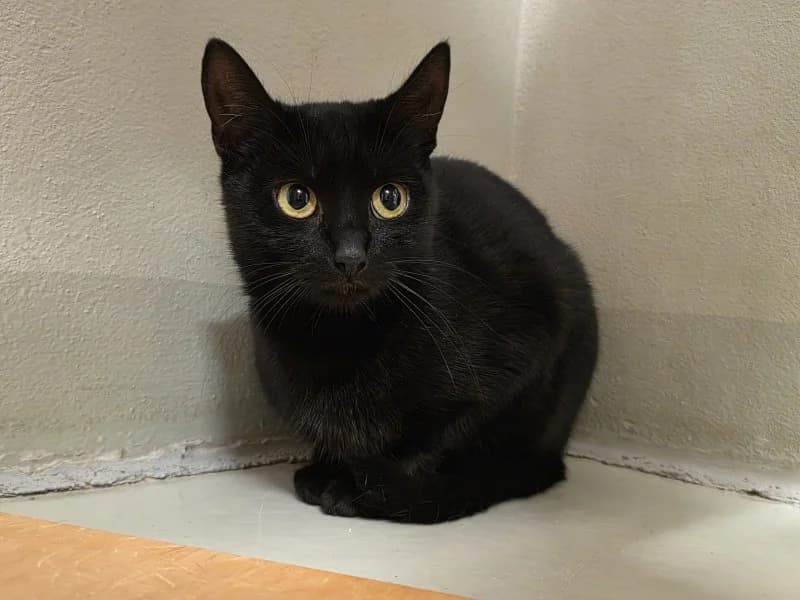 Daria, female young Mixed Breed Cat for adoption at Tierheim Leipzig, Leipzig