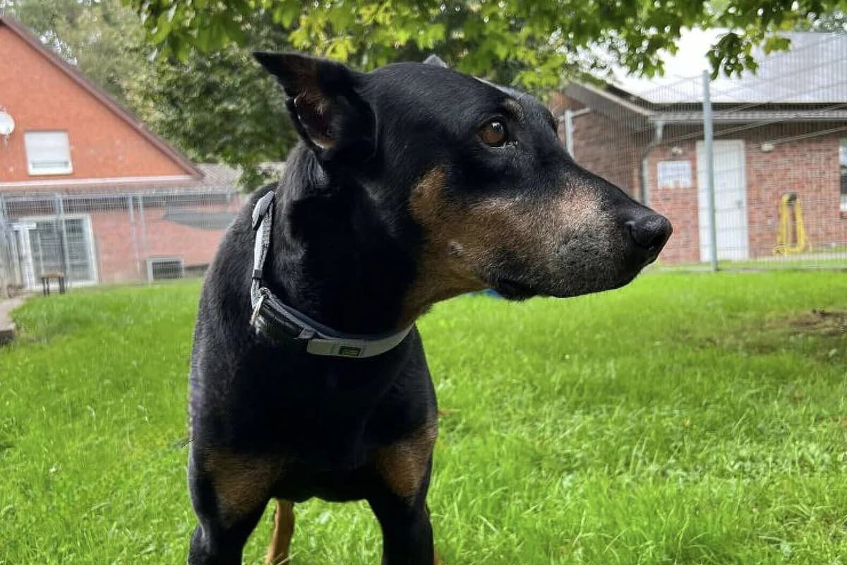 Baron, male senior Doberman for adoption at Tierheim Tecklenburger Land, Lengerich