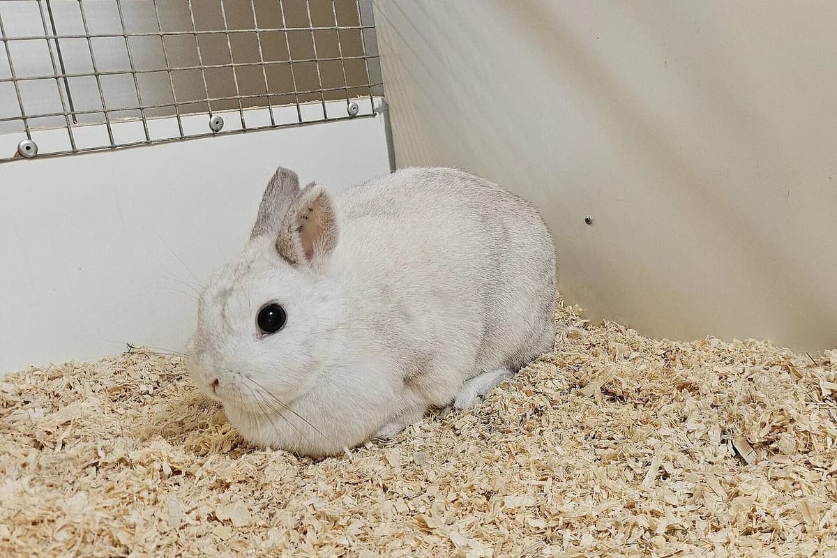 Blumi, female 5yo mixed breed for adoption at Tierheim Tecklenburger Land, Lengerich