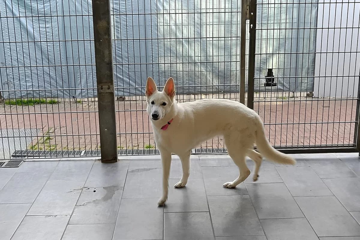 Buffy, weiΓ female 3yo German Shepherd for adoption at Tierheim Tecklenburger Land, Lengerich