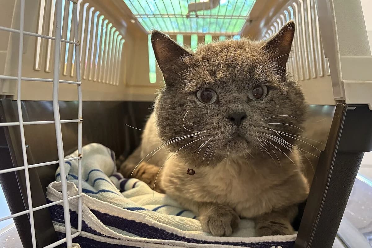 Churchill, male 3yo British Shorthair for adoption at Tierheim Tecklenburger Land, Lengerich