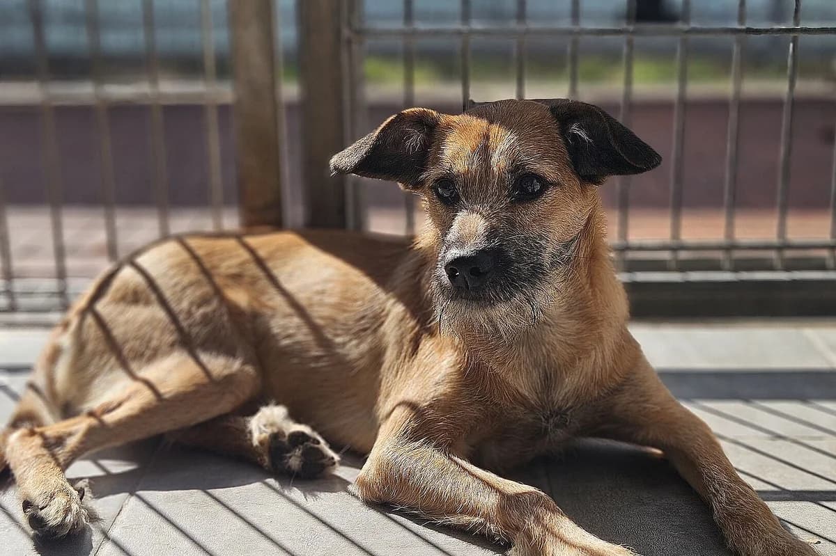 Danielle, female puppy Mixed Breed for adoption at Tierheim Tecklenburger Land, Lengerich