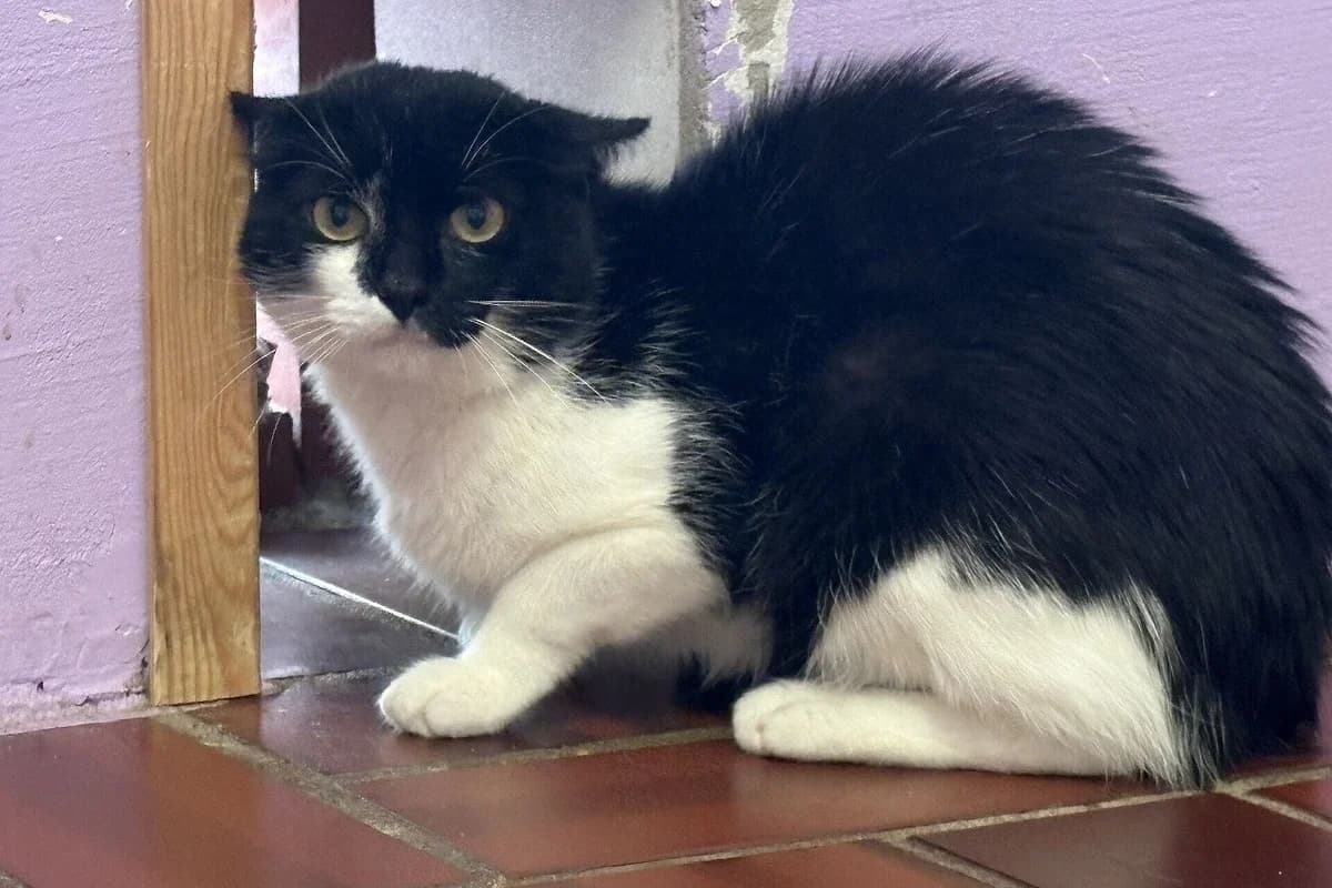 Don Carlos, male young mixed breed for adoption at Tierheim Tecklenburger Land, Lengerich