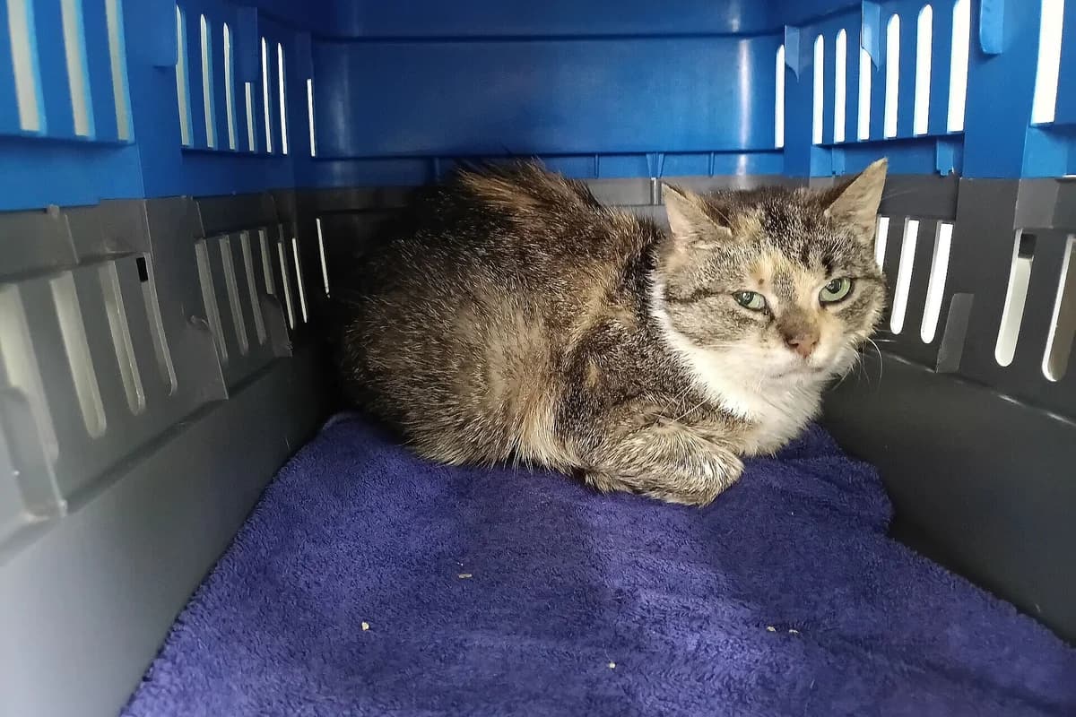 Ella, female 3yo mixed breed for adoption at Tierheim Tecklenburger Land, Lengerich