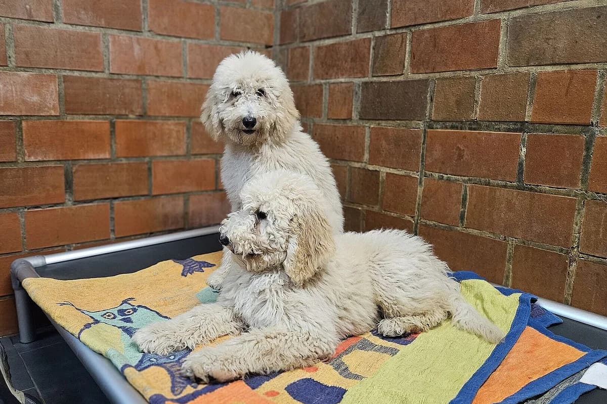 Elsa, weiß female puppy Poodle for adoption at Tierheim Tecklenburger Land, Lengerich