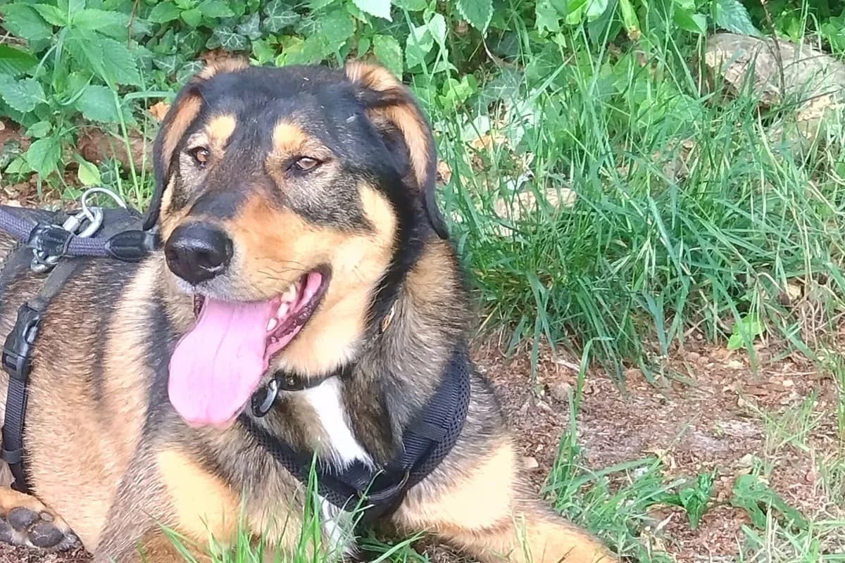 Fee, female 6yo Mixed Breed for adoption at Tierheim Tecklenburger Land, Lengerich