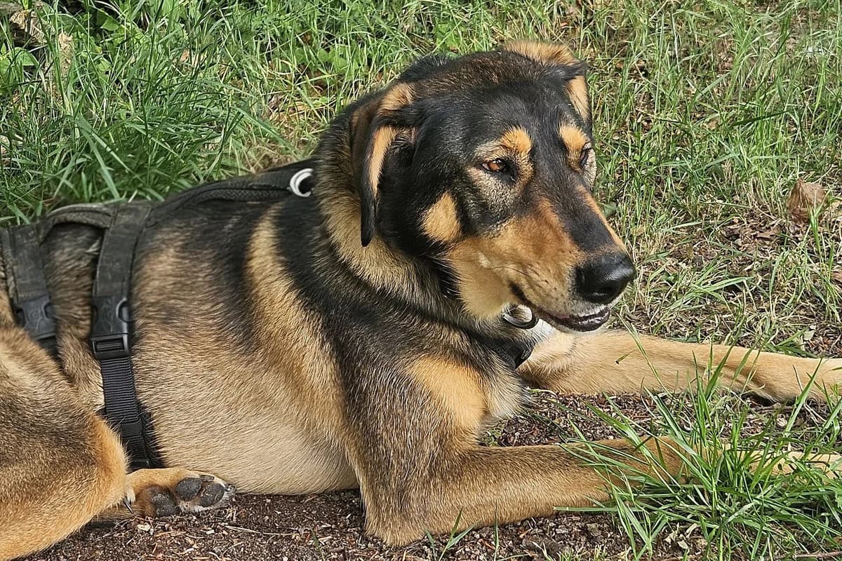 Fee, female 7yo Mixed Breed for adoption at Tierheim Tecklenburger Land, Lengerich