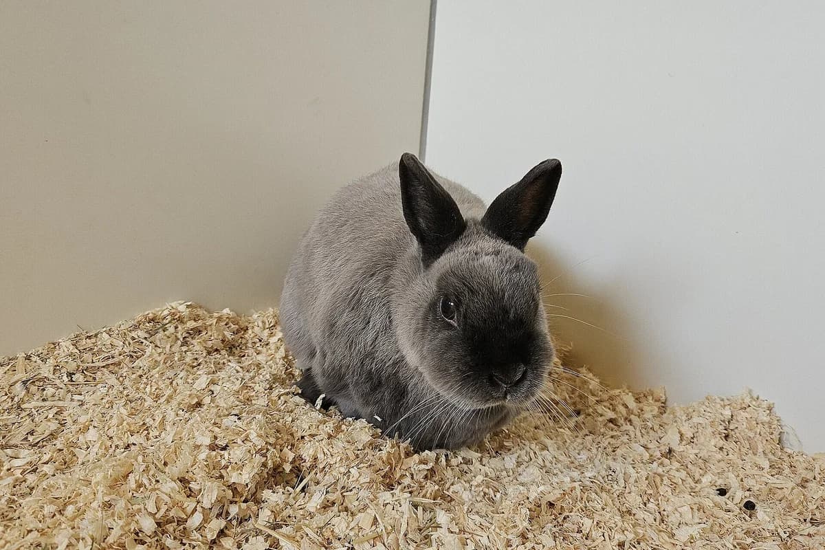 Fussel, male 5yo mixed breed for adoption at Tierheim Tecklenburger Land, Lengerich