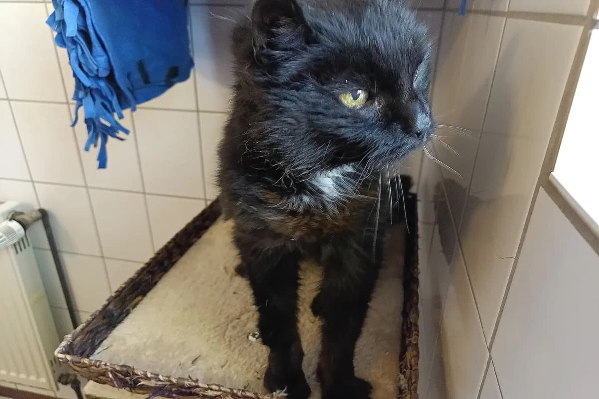Grete, female senior mixed breed for adoption at Tierheim Tecklenburger Land, Lengerich