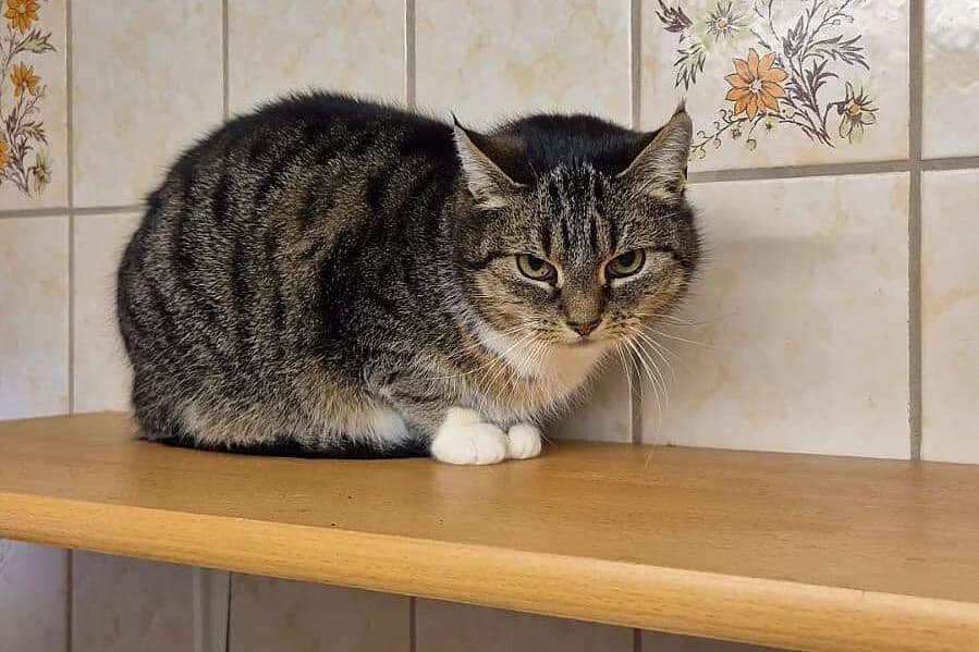 Hanni, female senior mixed breed for adoption at Tierheim Tecklenburger Land, Lengerich