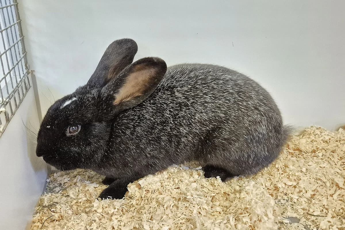 Hannibal, male 4yo mixed breed for adoption at Tierheim Tecklenburger Land, Lengerich
