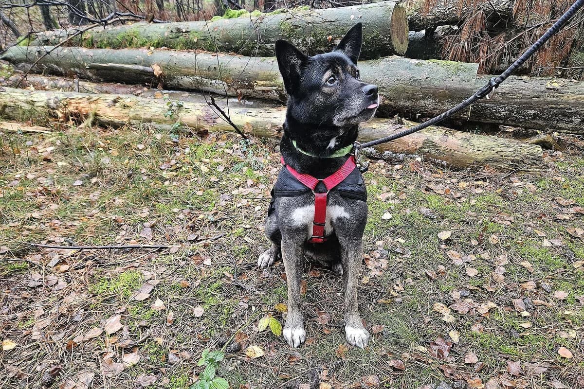 Hazel, female 7yo Mixed Breed for adoption at Tierheim Tecklenburger Land, Lengerich