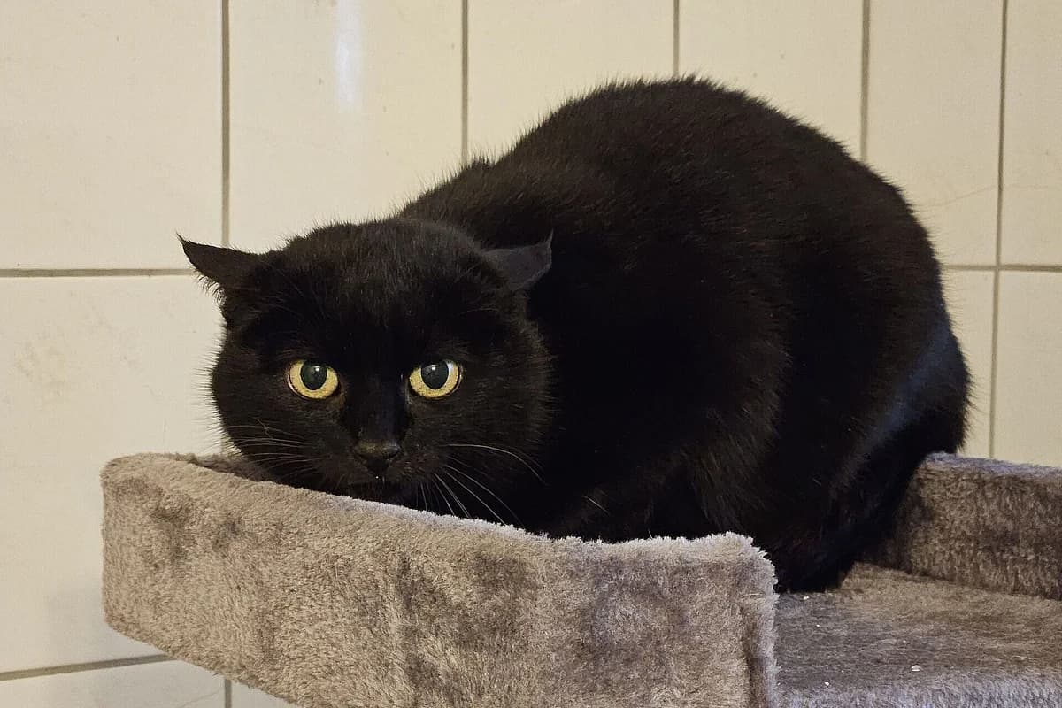 Hilde, female senior mixed breed for adoption at Tierheim Tecklenburger Land, Lengerich