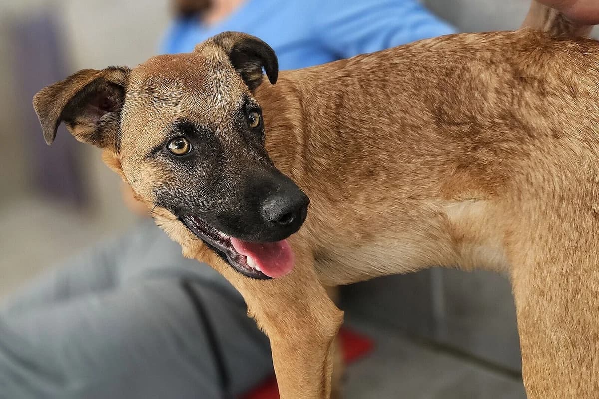 Ilyas, male puppy Mixed Breed for adoption at Tierheim Tecklenburger Land, Lengerich