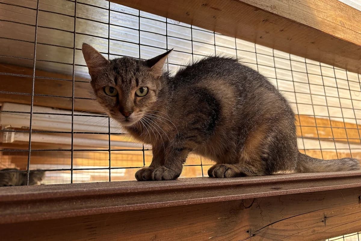 Joanne, female 3yo mixed breed for adoption at Tierheim Tecklenburger Land, Lengerich