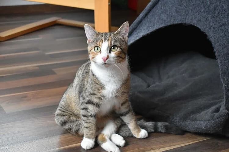 Josie, female 5yo mixed breed for adoption at Tierheim Tecklenburger Land, Lengerich