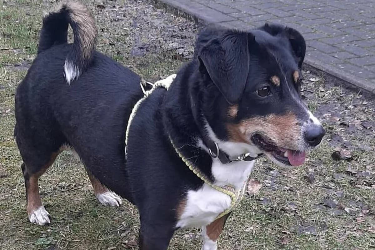 Lotta, female senior Mixed Breed for adoption at Tierheim Tecklenburger Land, Lengerich
