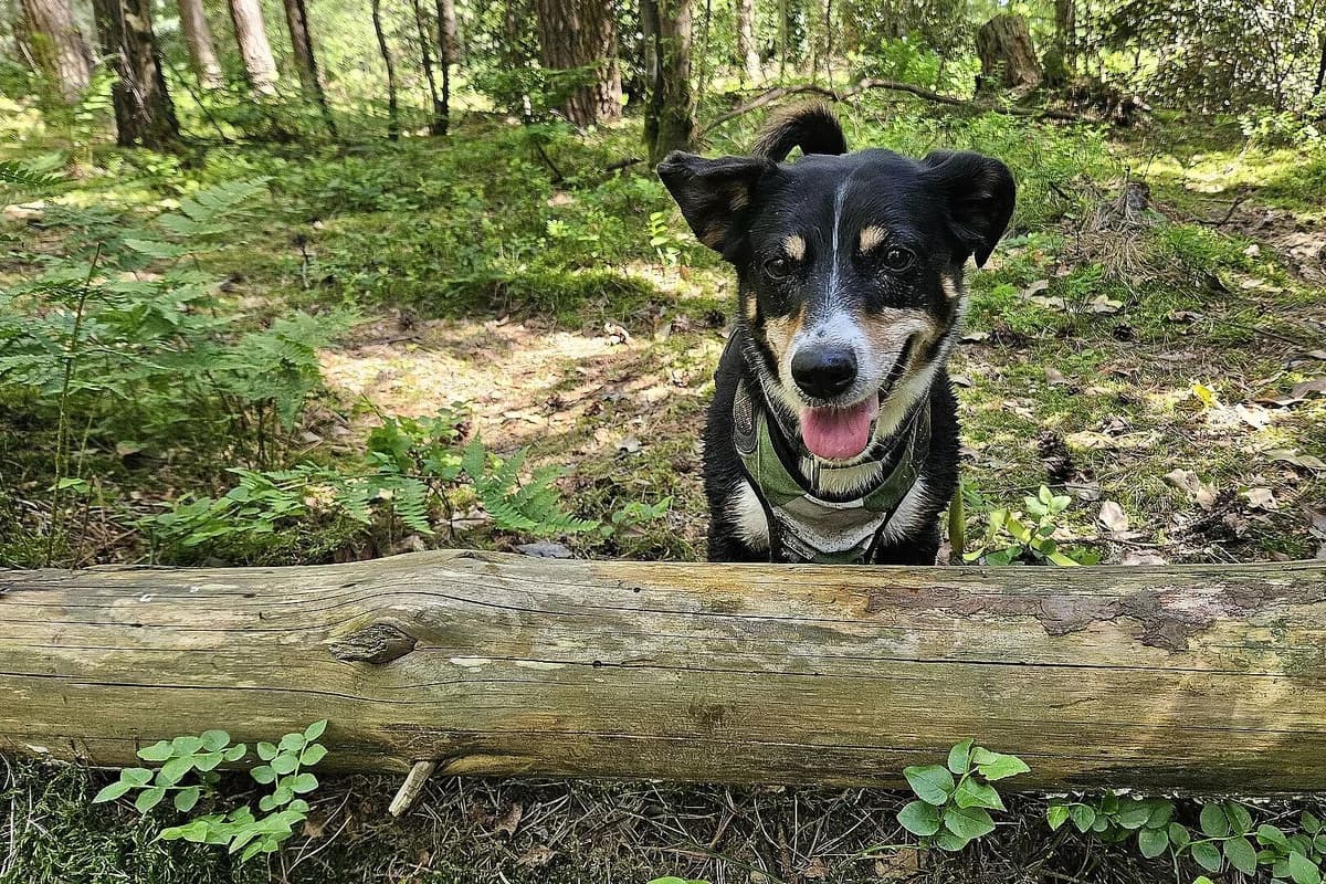 Lotta, female senior Mixed Breed for adoption at Tierheim Tecklenburger Land, Lengerich