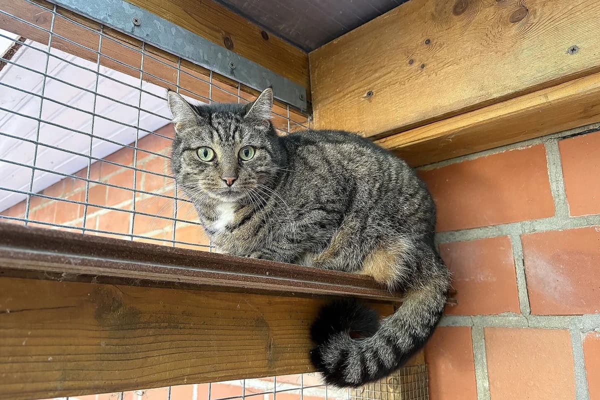 Michelle, female 3yo mixed breed for adoption at Tierheim Tecklenburger Land, Lengerich