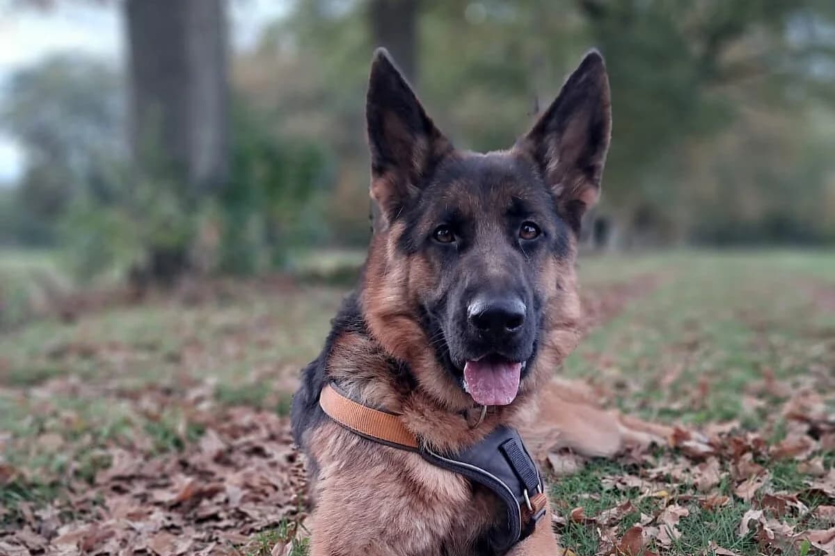 Milla, female young German Shepherd for adoption at Tierheim Tecklenburger Land, Lengerich