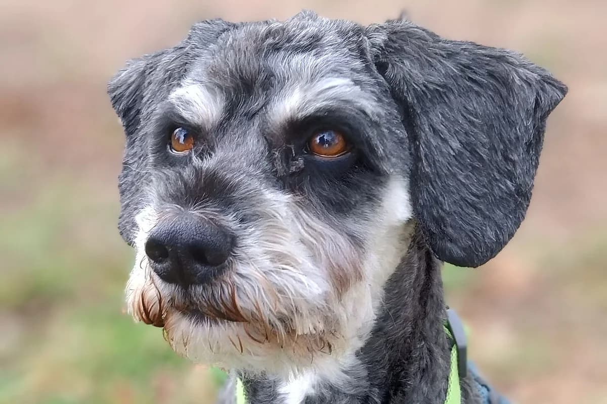 Noah, male senior Poodle for adoption at Tierheim Tecklenburger Land, Lengerich