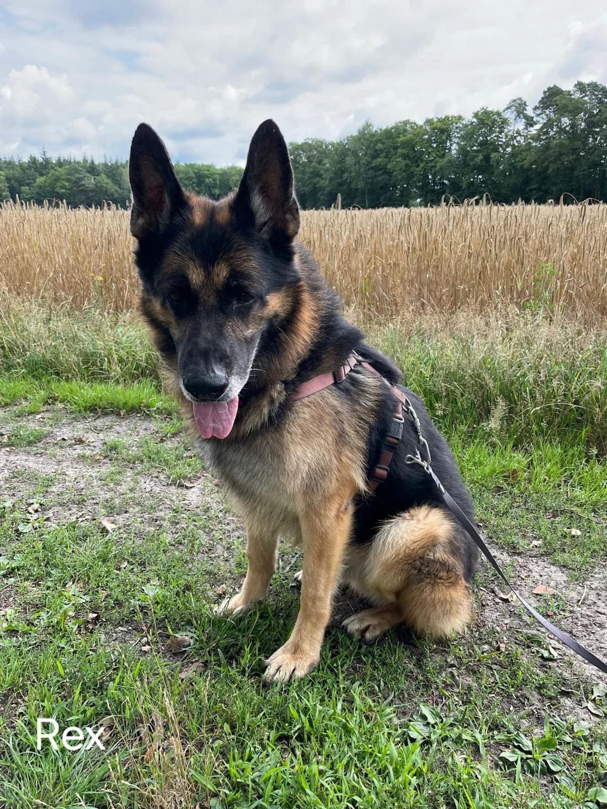 Rex, male senior German Shepherd for adoption at Tierheim Tecklenburger Land, Lengerich