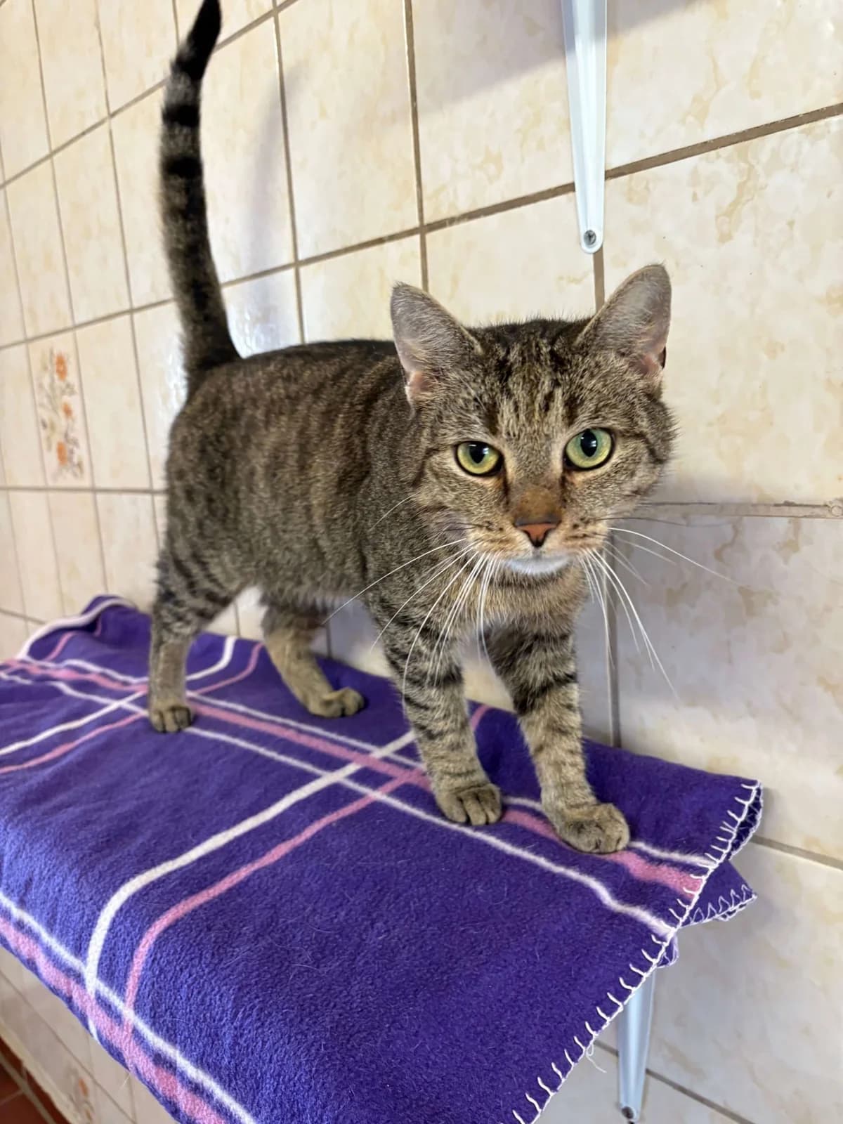 Robert, male 3yo mixed breed for adoption at Tierheim Tecklenburger Land, Lengerich
