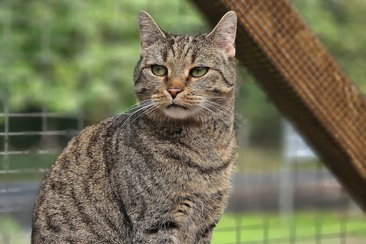 Robert, male 3yo mixed breed for adoption at Tierheim Tecklenburger Land, Lengerich