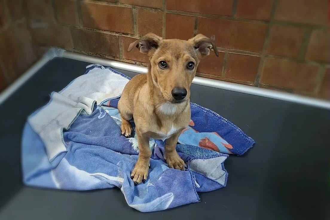 Sashi, male puppy Mixed Breed for adoption at Tierheim Tecklenburger Land, Lengerich