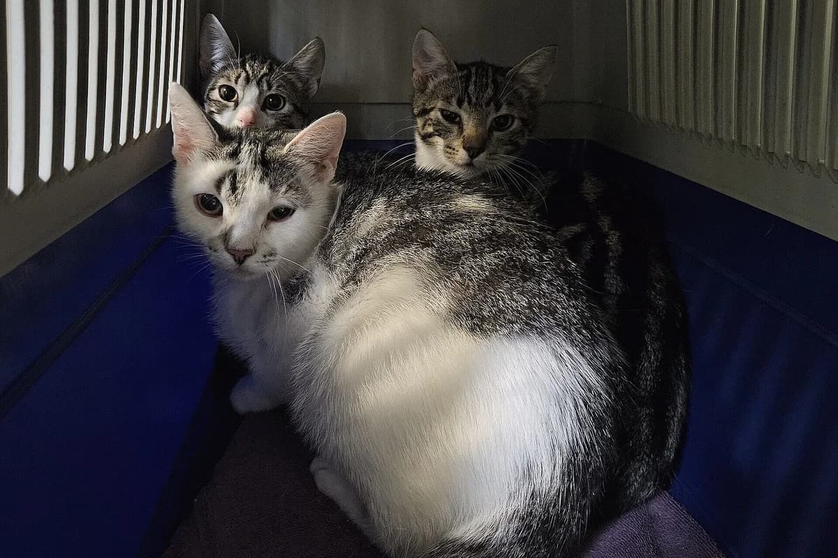 Tiziana und Kitten, female young mixed breed for adoption at Tierheim Tecklenburger Land, Lengerich