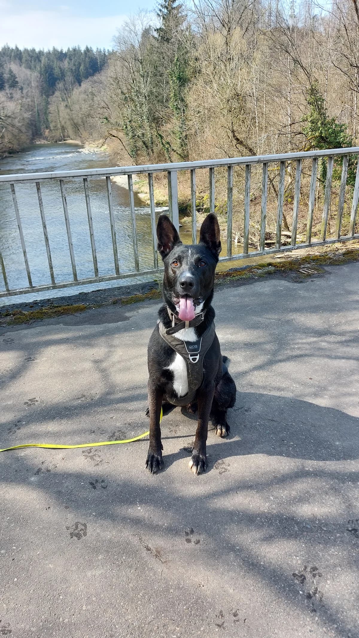 Fussel, male 7yo Mixed Breed for adoption at Tierheim Lindau e.V., Lindau