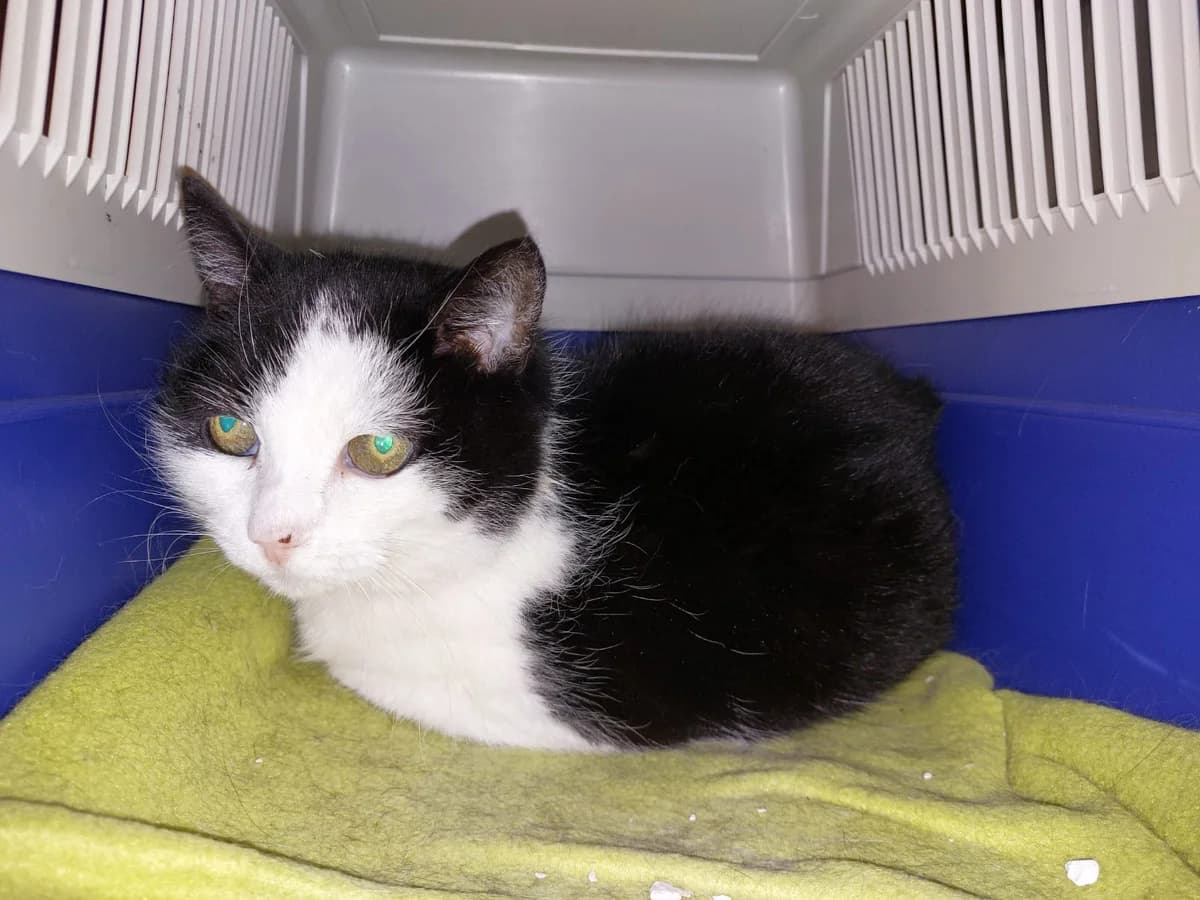 Winnie, female senior mixed breed for adoption at Tierheim Lindau e.V., Lindau