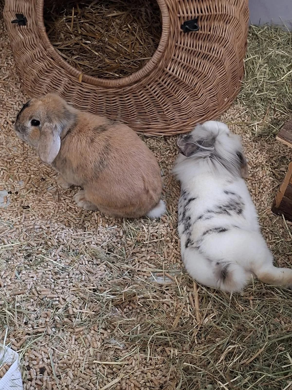 Sissi und Franz, 4yo mixed breed for adoption at Tierheim Lindau e.V., Lindau