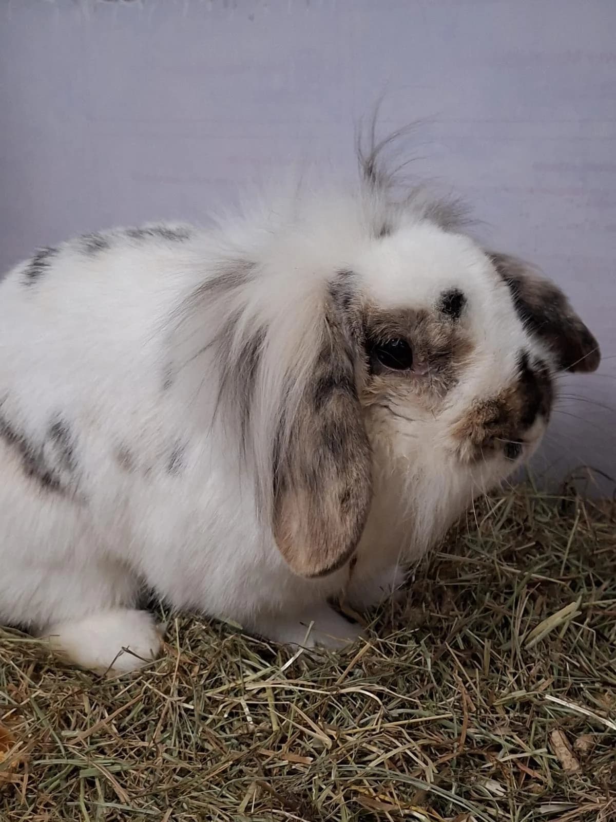 Sissi, 4yo mixed breed for adoption at Tierheim Lindau e.V., Lindau