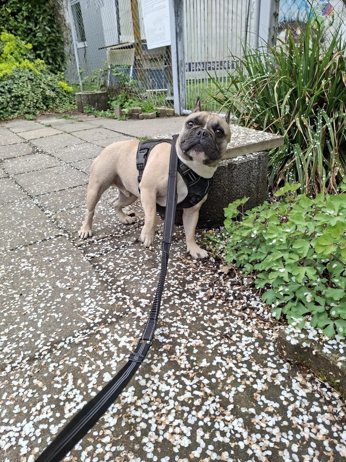 Carlo, male young French Bulldog for adoption at Tierheim Lindau e.V., Lindau