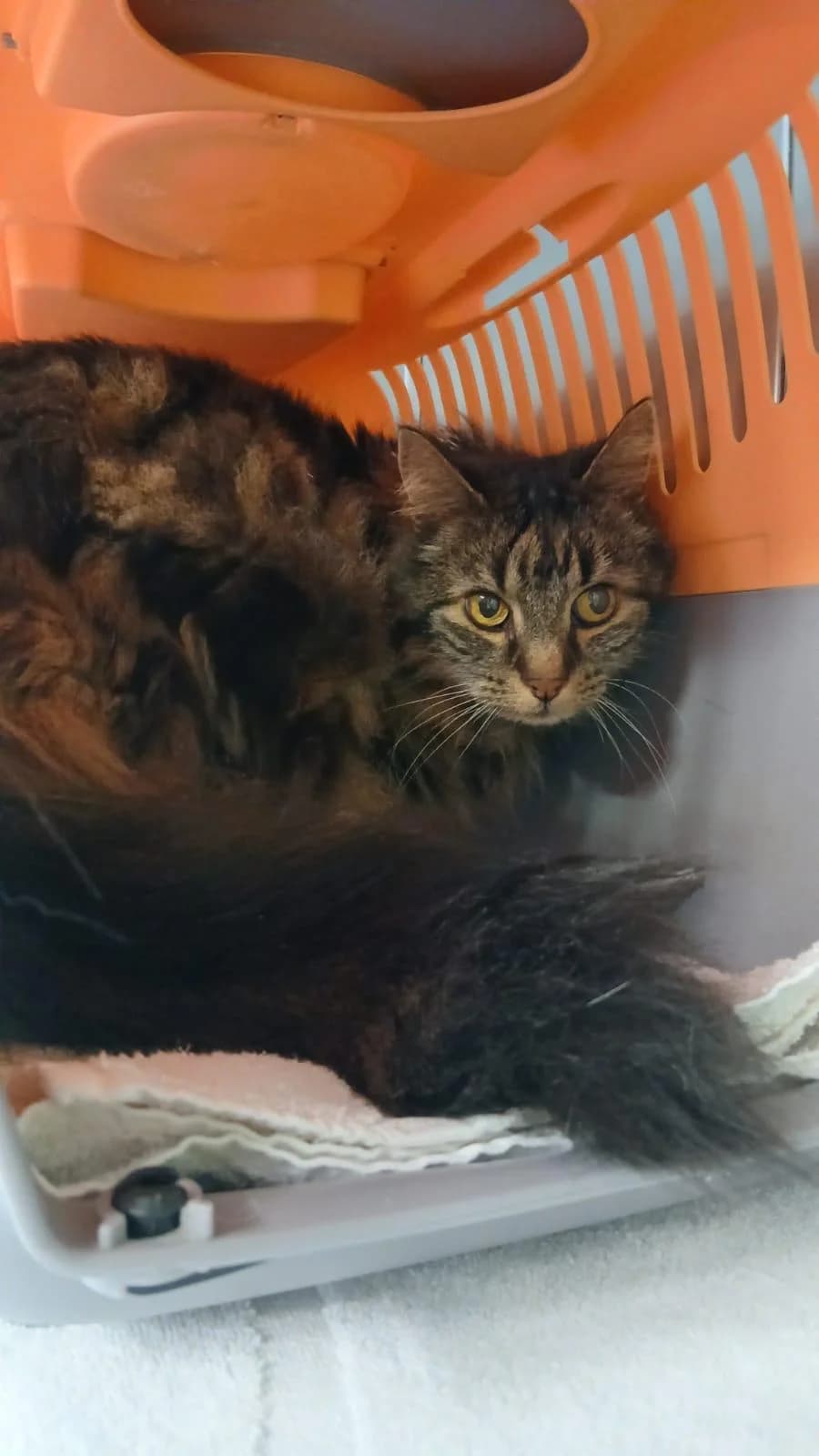 Kati, female senior mixed breed for adoption at Tierheim Lindau e.V., Lindau